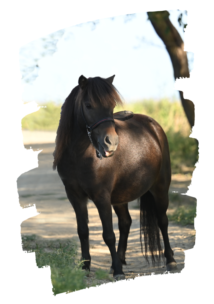 beige orange brush mountain presentation (4) (3)