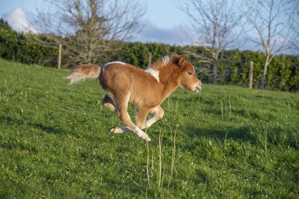 miniature horse, horse, galloping, little pony, mini, miniature horse, miniature horse, miniature horse, miniature horse, miniature horse